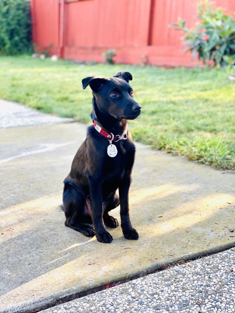 Blum, a Formosan Mountain Dog tested with EmbarkVet.com