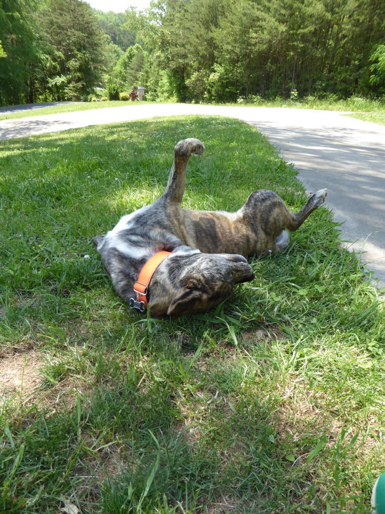 Roadie, a Labrador Retriever and Rottweiler mix tested with EmbarkVet.com