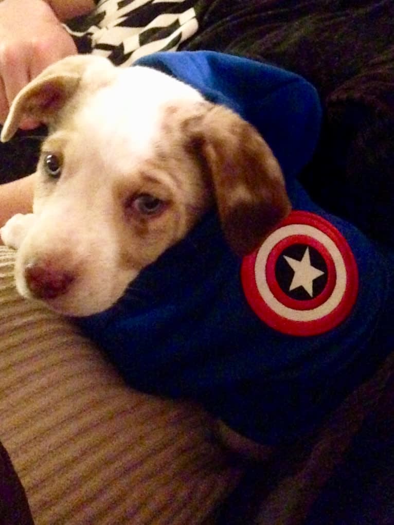 Captain America, a Rat Terrier and Border Collie mix tested with EmbarkVet.com