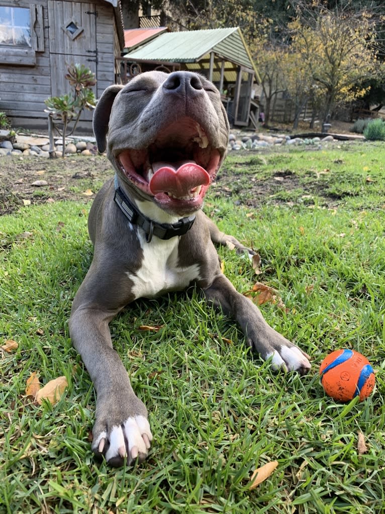 Indigo, an American Bully tested with EmbarkVet.com