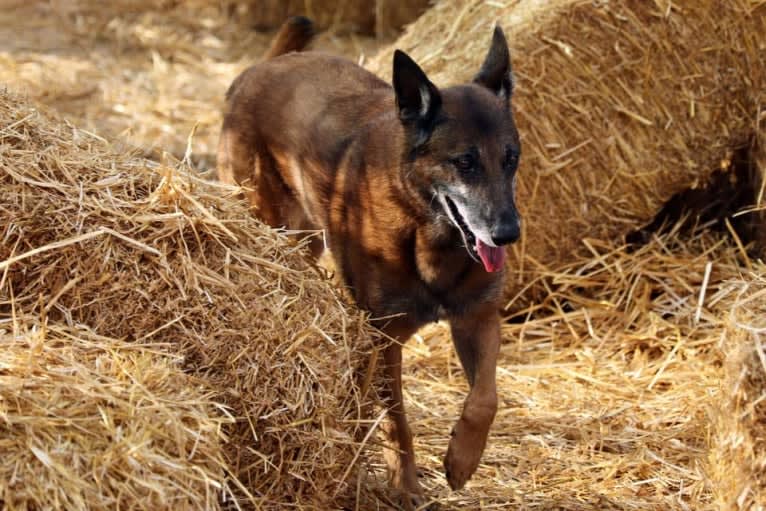 Tess, a Belgian Shepherd tested with EmbarkVet.com