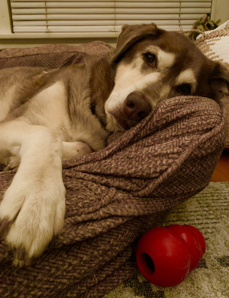 Chu, a Labrador Retriever and Siberian Husky mix tested with EmbarkVet.com