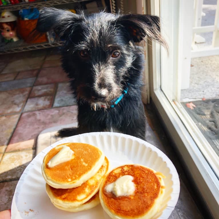 Chance, a Chihuahua and Miniature Schnauzer mix tested with EmbarkVet.com