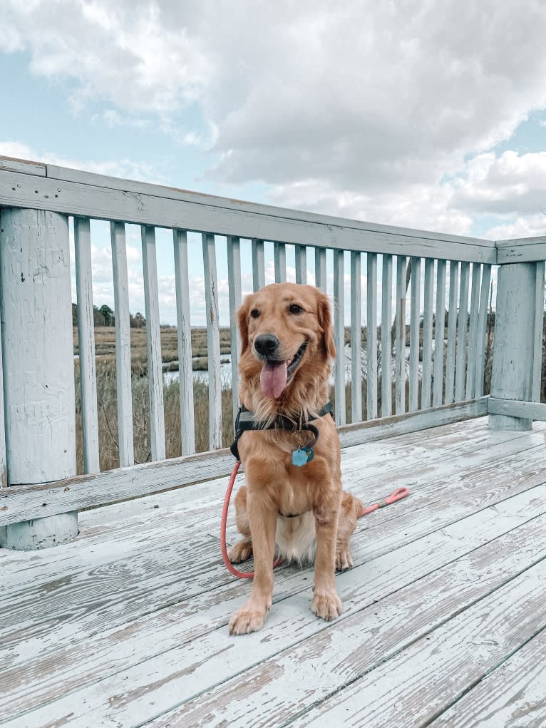 Marley, a Golden Retriever tested with EmbarkVet.com