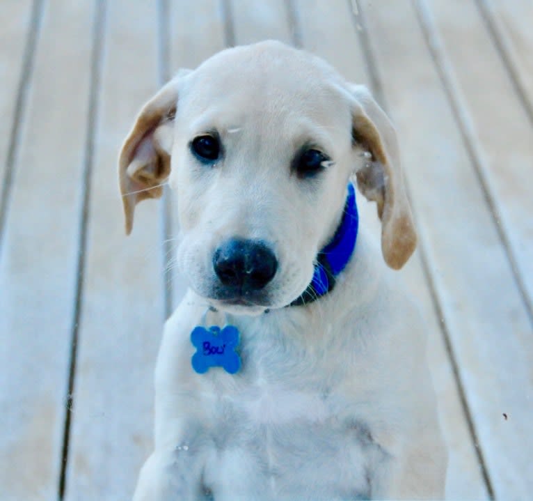 Bolt, a Labrador Retriever and American Pit Bull Terrier mix tested with EmbarkVet.com