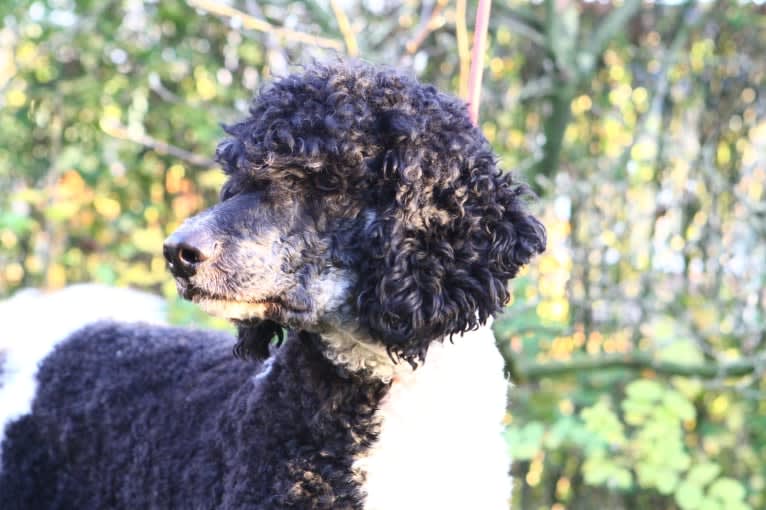 Nino, a Poodle (Standard) tested with EmbarkVet.com