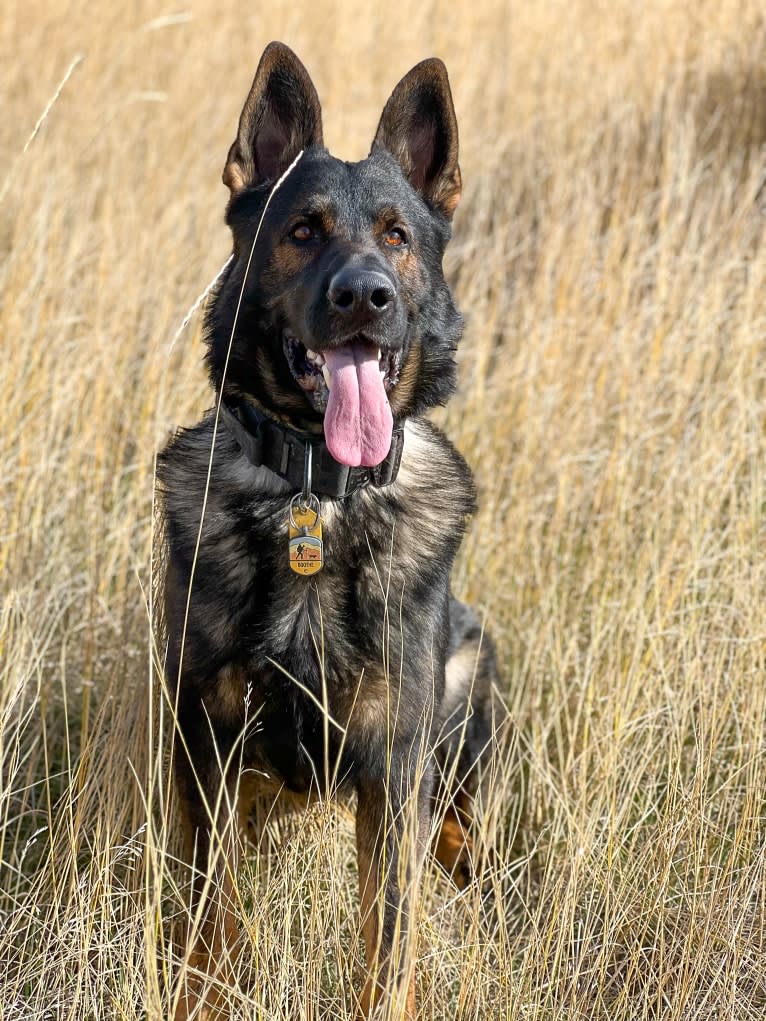 Booth vom Wahrsten, a German Shepherd Dog tested with EmbarkVet.com