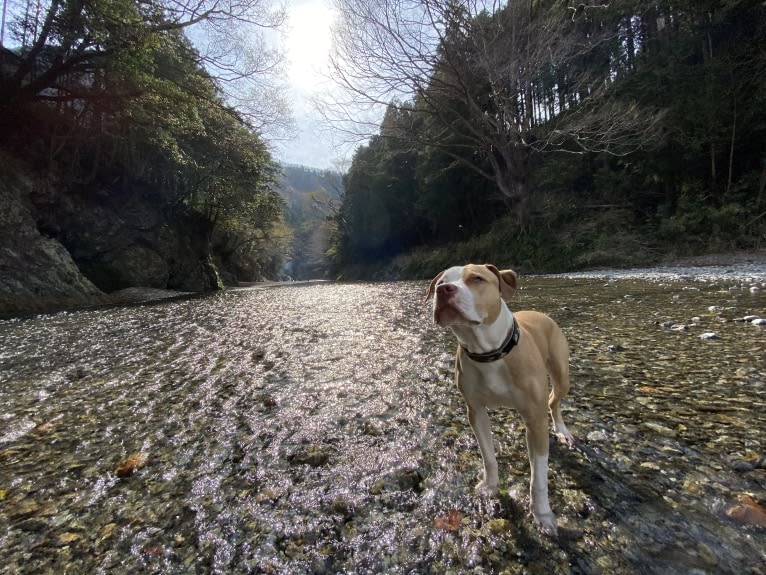 MEGA II, an American Pit Bull Terrier tested with EmbarkVet.com