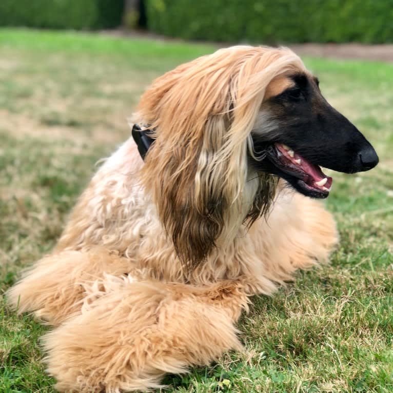 Bugatti, an Afghan Hound tested with EmbarkVet.com