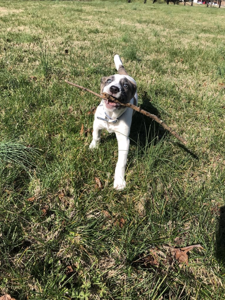 Lilly, a Great Pyrenees and Labrador Retriever mix tested with EmbarkVet.com