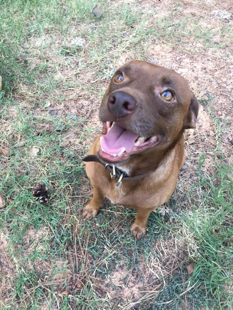 Charlie, a Rat Terrier and Pug mix tested with EmbarkVet.com