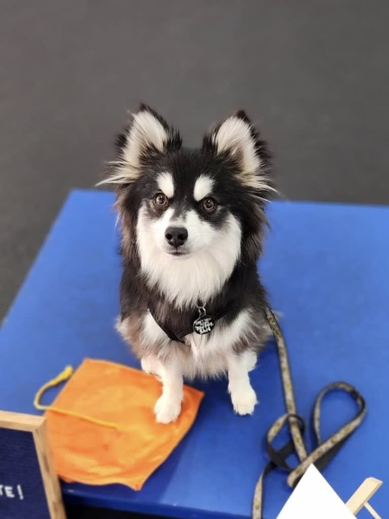 Gunner, a Pomsky tested with EmbarkVet.com