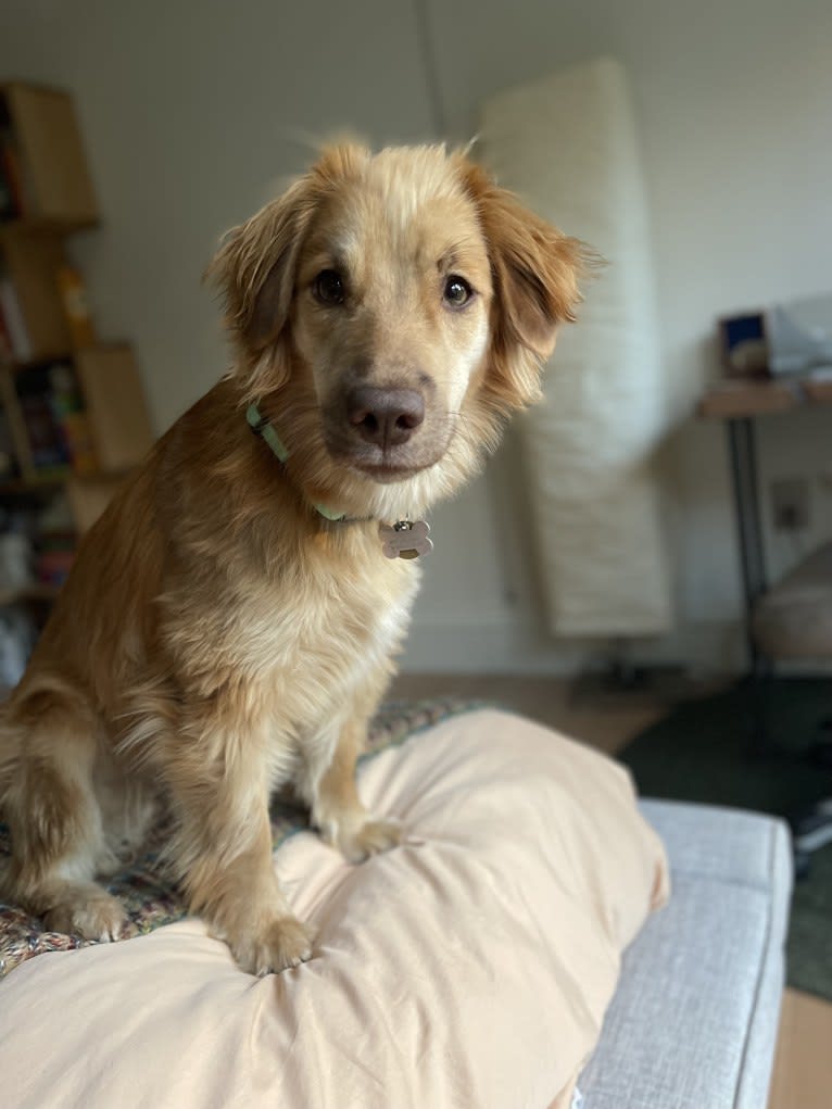 Abbey, an English Springer Spaniel and Siberian Husky mix tested with EmbarkVet.com