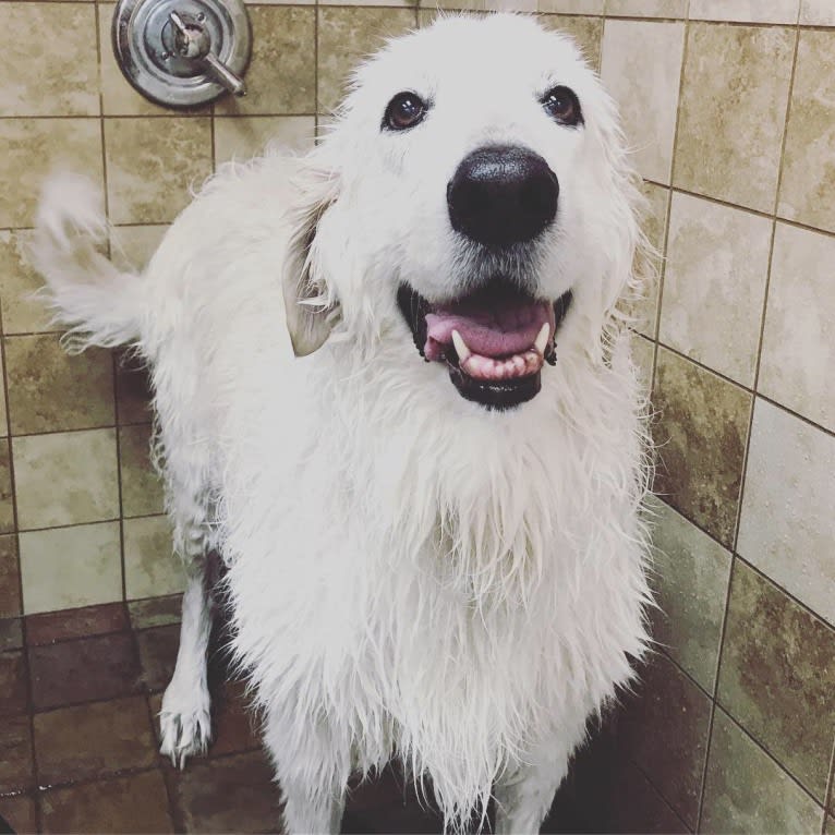 Remmy, a Maremma Sheepdog tested with EmbarkVet.com