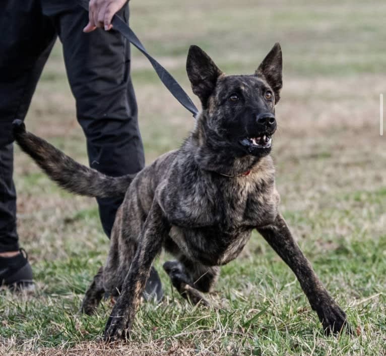 Jinx Van Patriot, a Dutch Shepherd and German Shepherd Dog mix tested with EmbarkVet.com