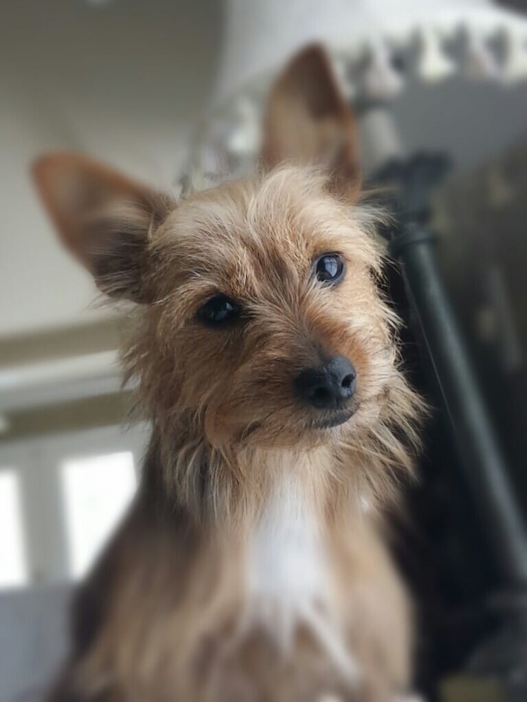 Josie, a Yorkshire Terrier and Russell-type Terrier mix tested with EmbarkVet.com