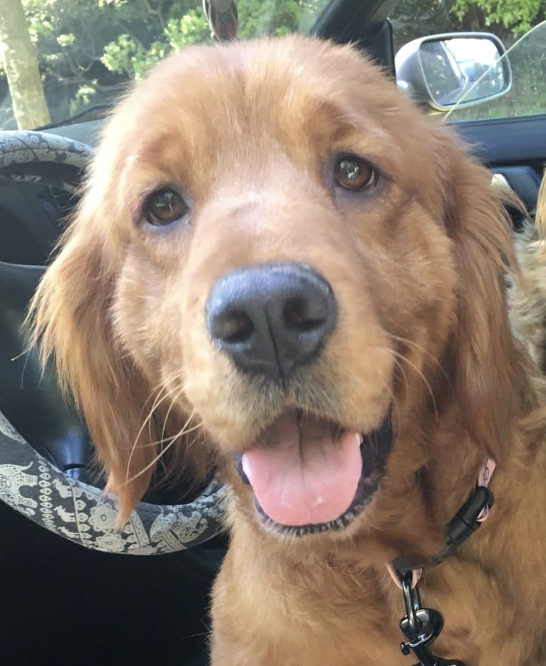 Gracie, a Golden Retriever tested with EmbarkVet.com