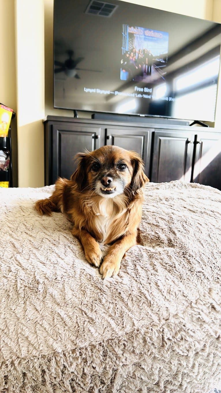 Spencer, a Chihuahua and Poodle (Small) mix tested with EmbarkVet.com