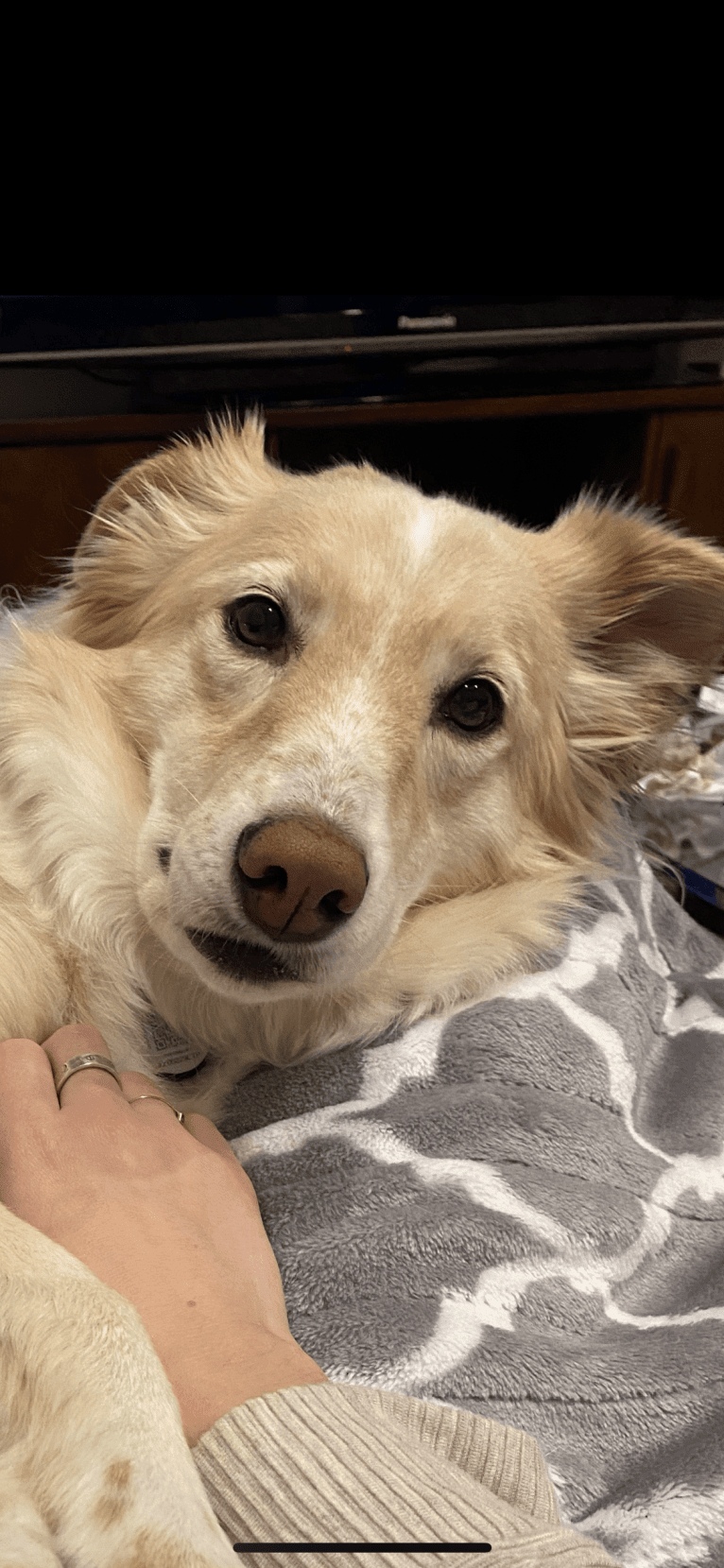 Lucy, a Labrador Retriever and German Shepherd Dog mix tested with EmbarkVet.com