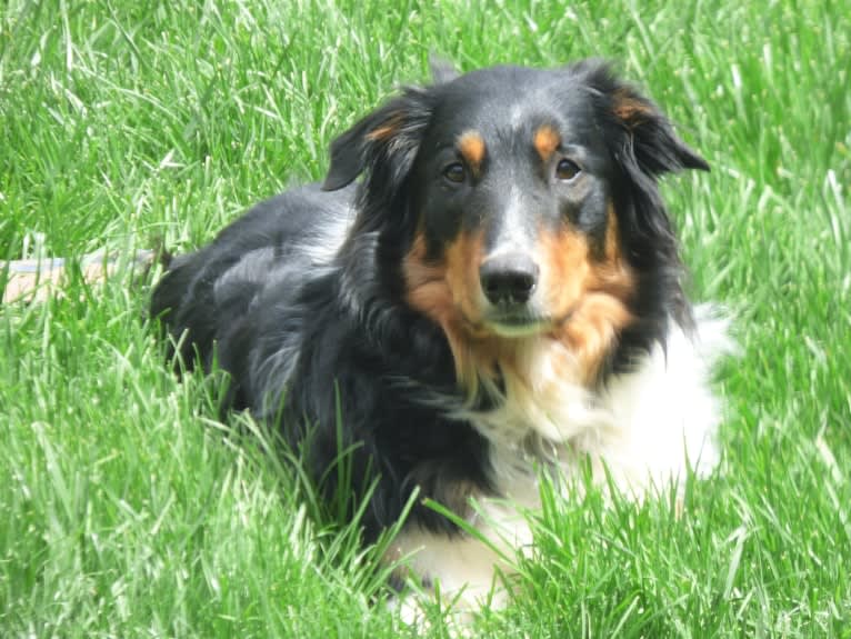 Jebediah Raphael, an English Shepherd tested with EmbarkVet.com