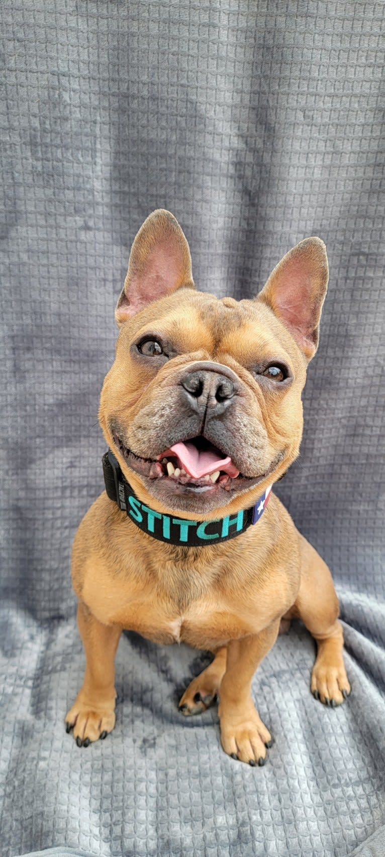 Stitch, a French Bulldog tested with EmbarkVet.com