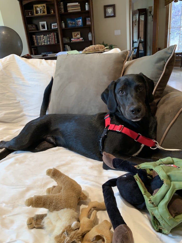 Ollie Milazzo, an American Foxhound and German Shorthaired Pointer mix tested with EmbarkVet.com