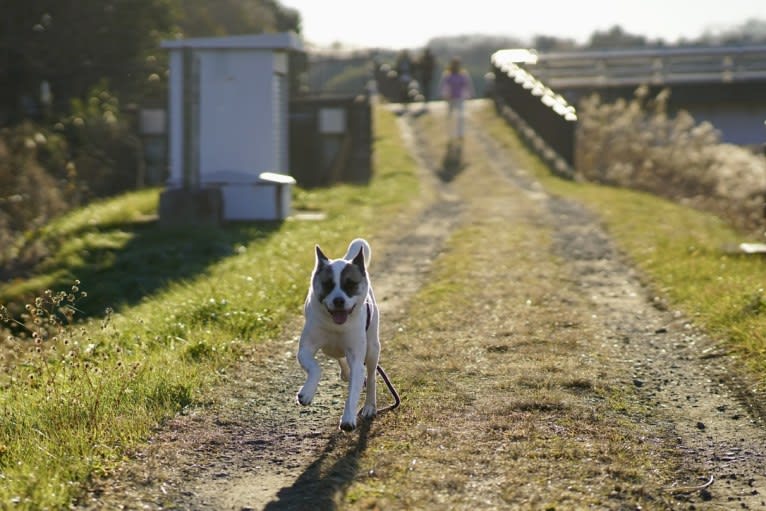 LEO, a Japanese or Korean Village Dog tested with EmbarkVet.com