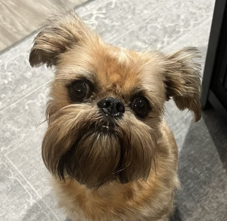 Tug, a Brussels Griffon tested with EmbarkVet.com