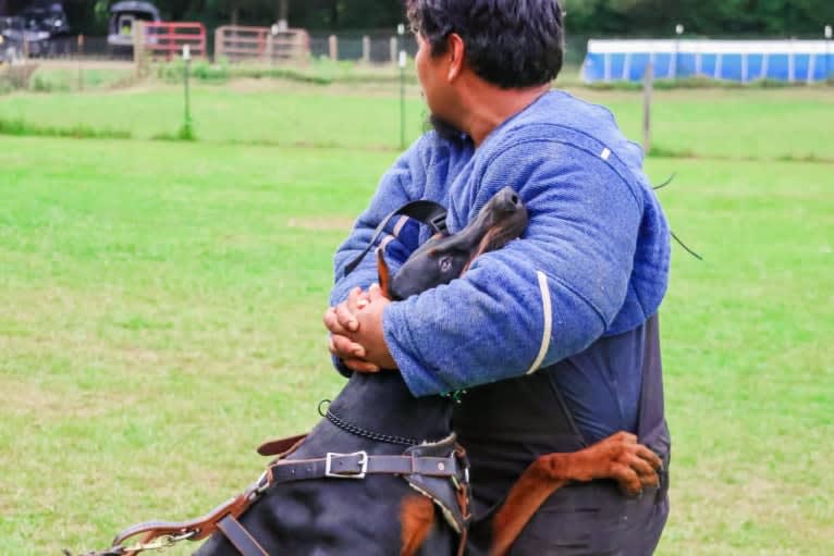 Duke, a Doberman Pinscher tested with EmbarkVet.com