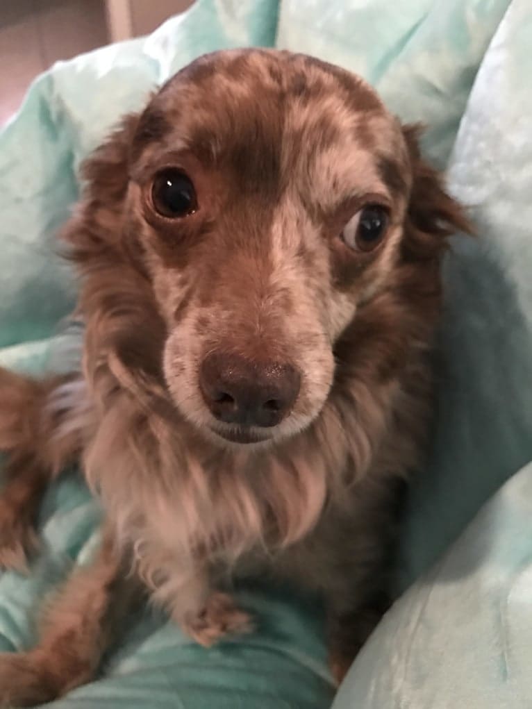 Cody, a Chihuahua tested with EmbarkVet.com