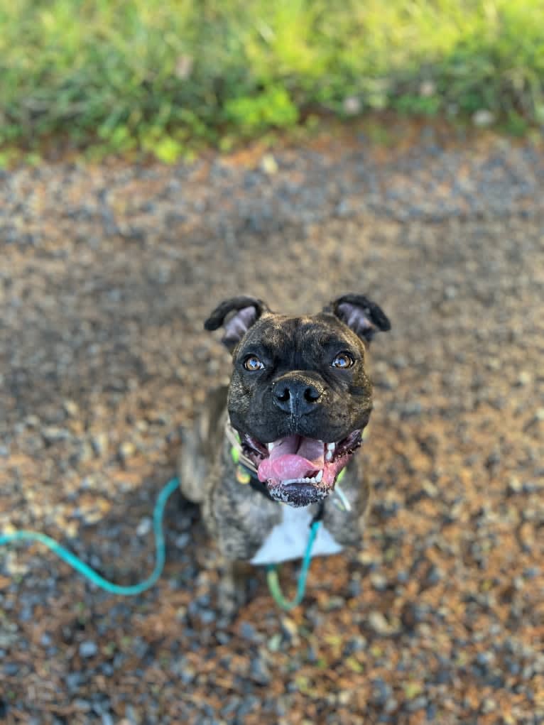 Ozzy, a Boxer and American Bulldog mix tested with EmbarkVet.com