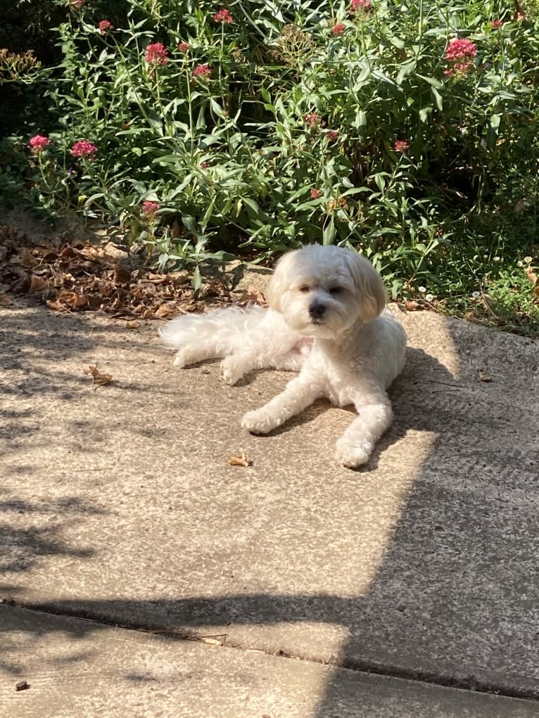 Murphy, a Maltese and Shih Tzu mix tested with EmbarkVet.com