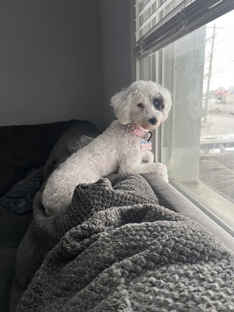 Dolly, a Poodle tested with EmbarkVet.com