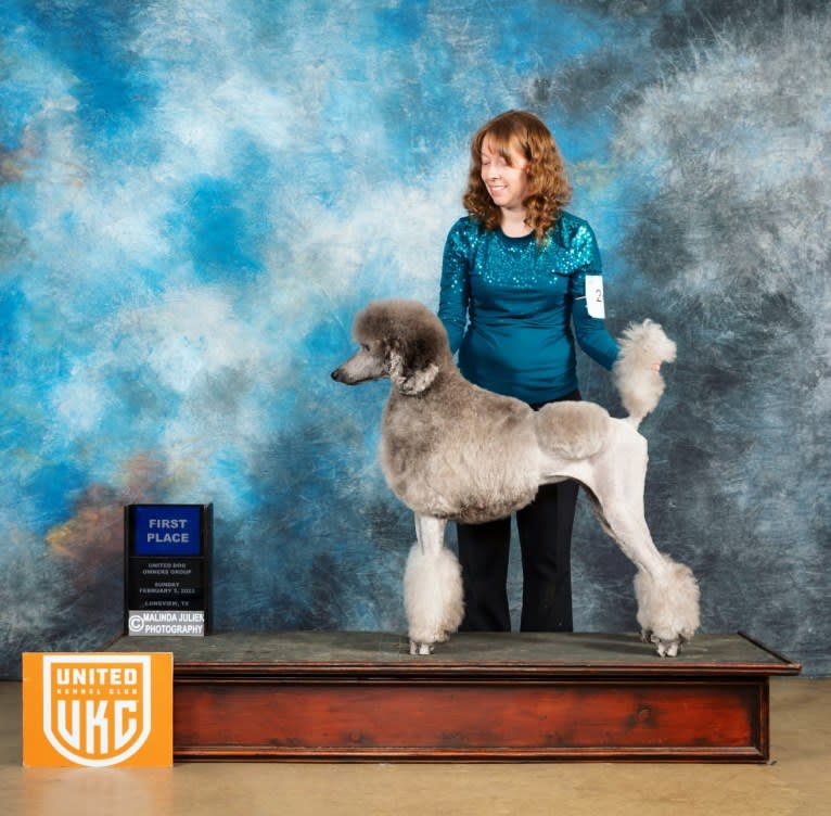 UCH Desert Reef's Rewrite the Stars CGCA CGCU TKI "Arwen", a Poodle (Standard) tested with EmbarkVet.com