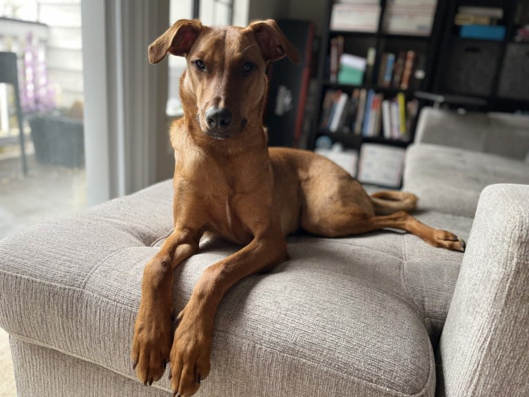 Leonardo, a Doberman Pinscher and Australian Shepherd mix tested with EmbarkVet.com