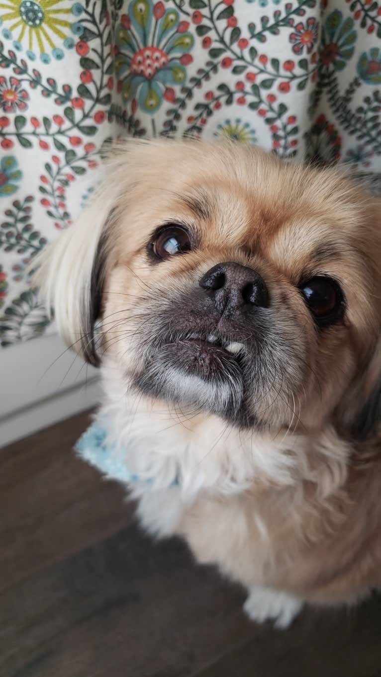 Ginger, a Pekingese tested with EmbarkVet.com