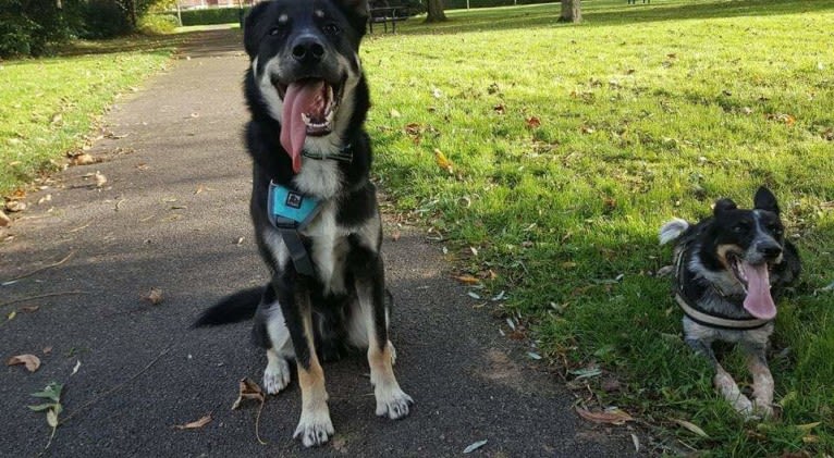 Diesel, a Border Collie and Siberian Husky mix tested with EmbarkVet.com