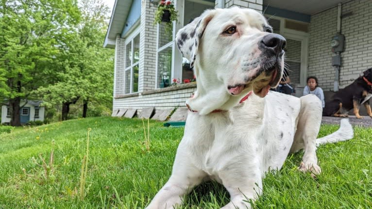 Charlie Boy, a Saint Bernard and American Pit Bull Terrier mix tested with EmbarkVet.com