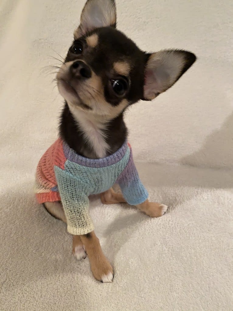 Alli-Mae, a Chihuahua tested with EmbarkVet.com