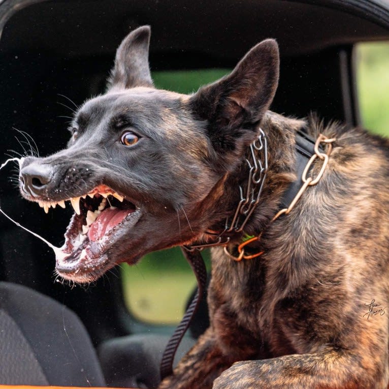 Static, a Dutch Shepherd tested with EmbarkVet.com