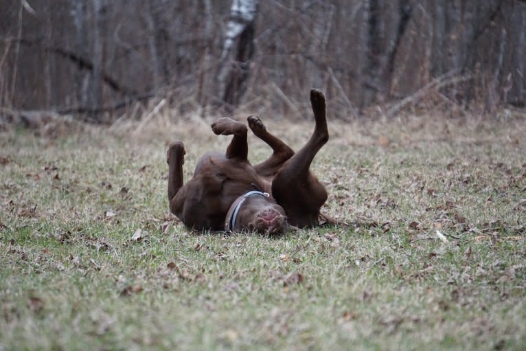 TILDEN'S THEIA, a Labrador Retriever and German Shorthaired Pointer mix tested with EmbarkVet.com