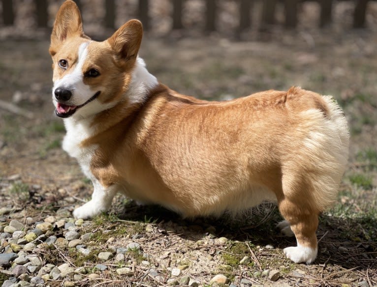 Lil Teddy, a Pembroke Welsh Corgi tested with EmbarkVet.com