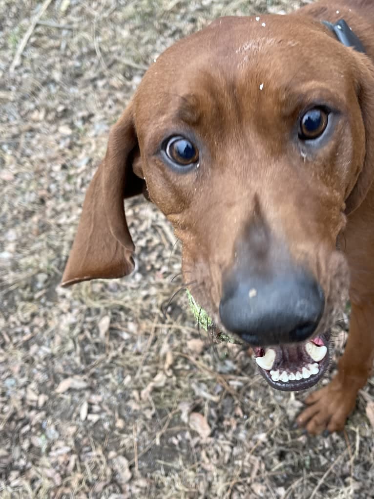 Red, a Redbone Coonhound tested with EmbarkVet.com