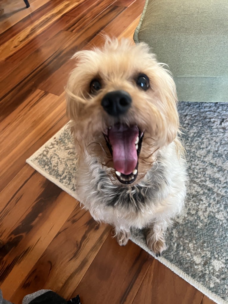 Missy, a Silky Terrier tested with EmbarkVet.com