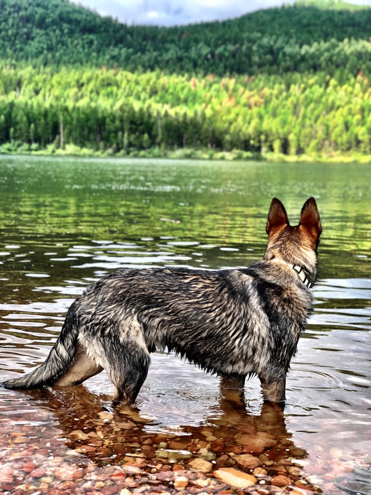 Booth vom Wahrsten, a German Shepherd Dog tested with EmbarkVet.com