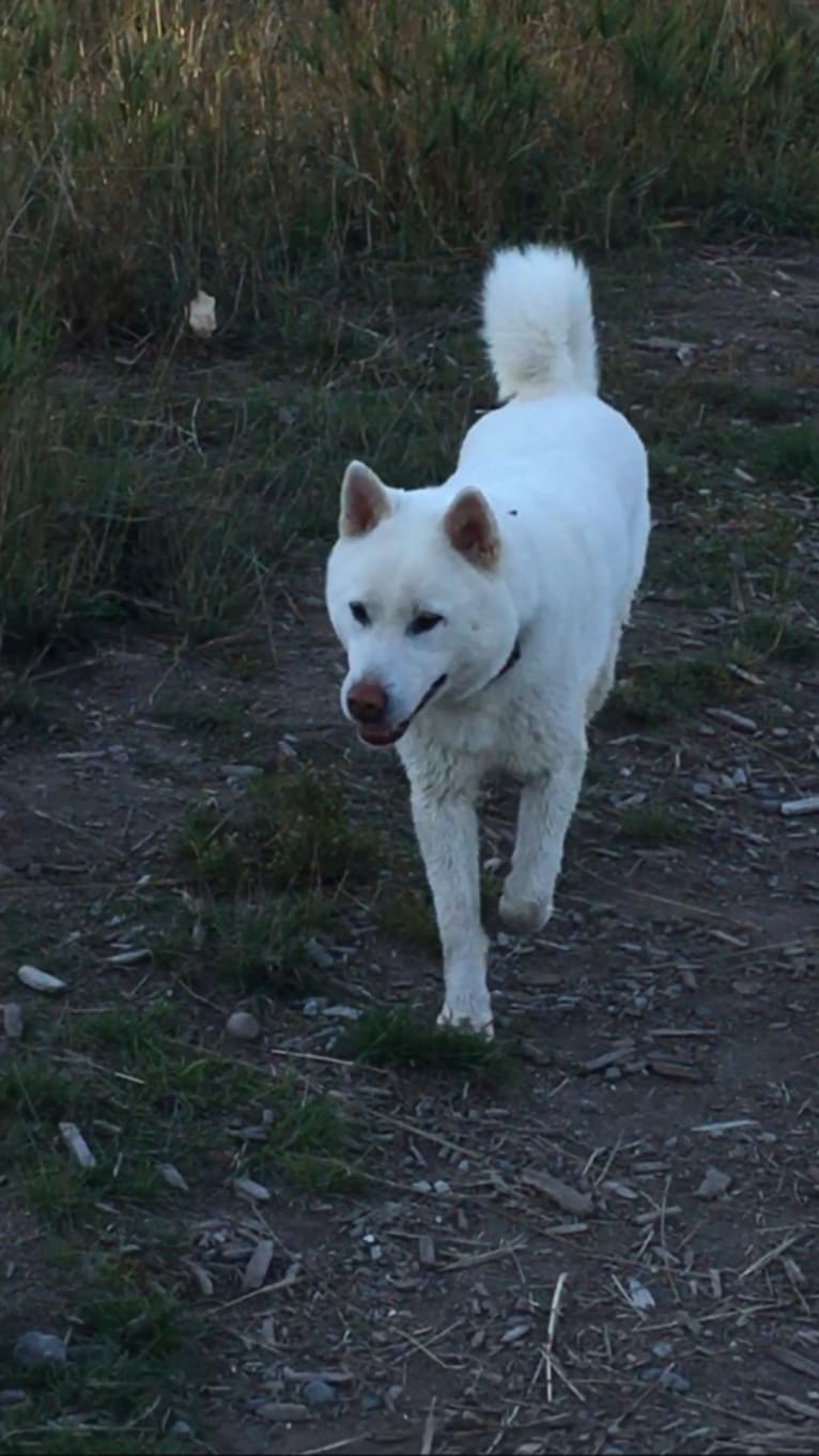 Oyuki, a Kishu Ken tested with EmbarkVet.com