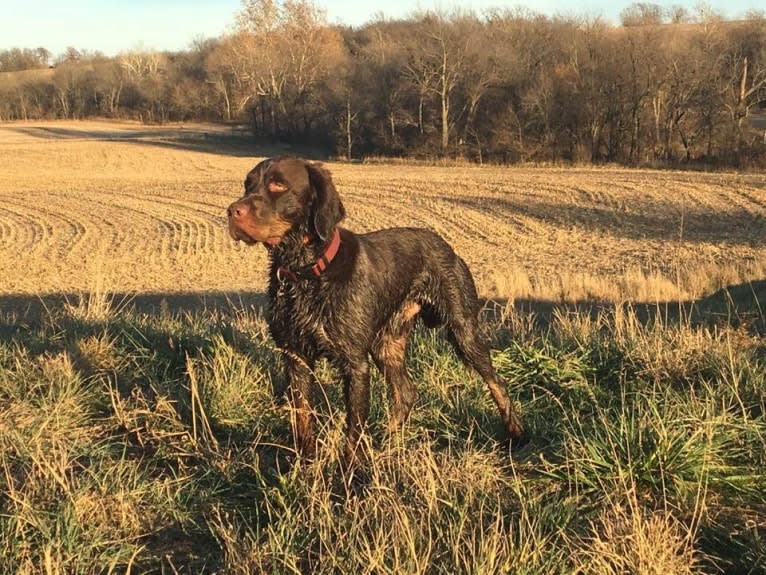 Manny, a Picardy Spaniel tested with EmbarkVet.com