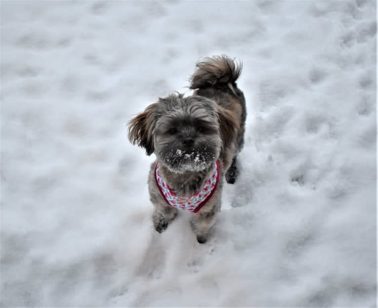 Leonardo da Vinci, a Shih Tzu and Yorkshire Terrier mix tested with EmbarkVet.com