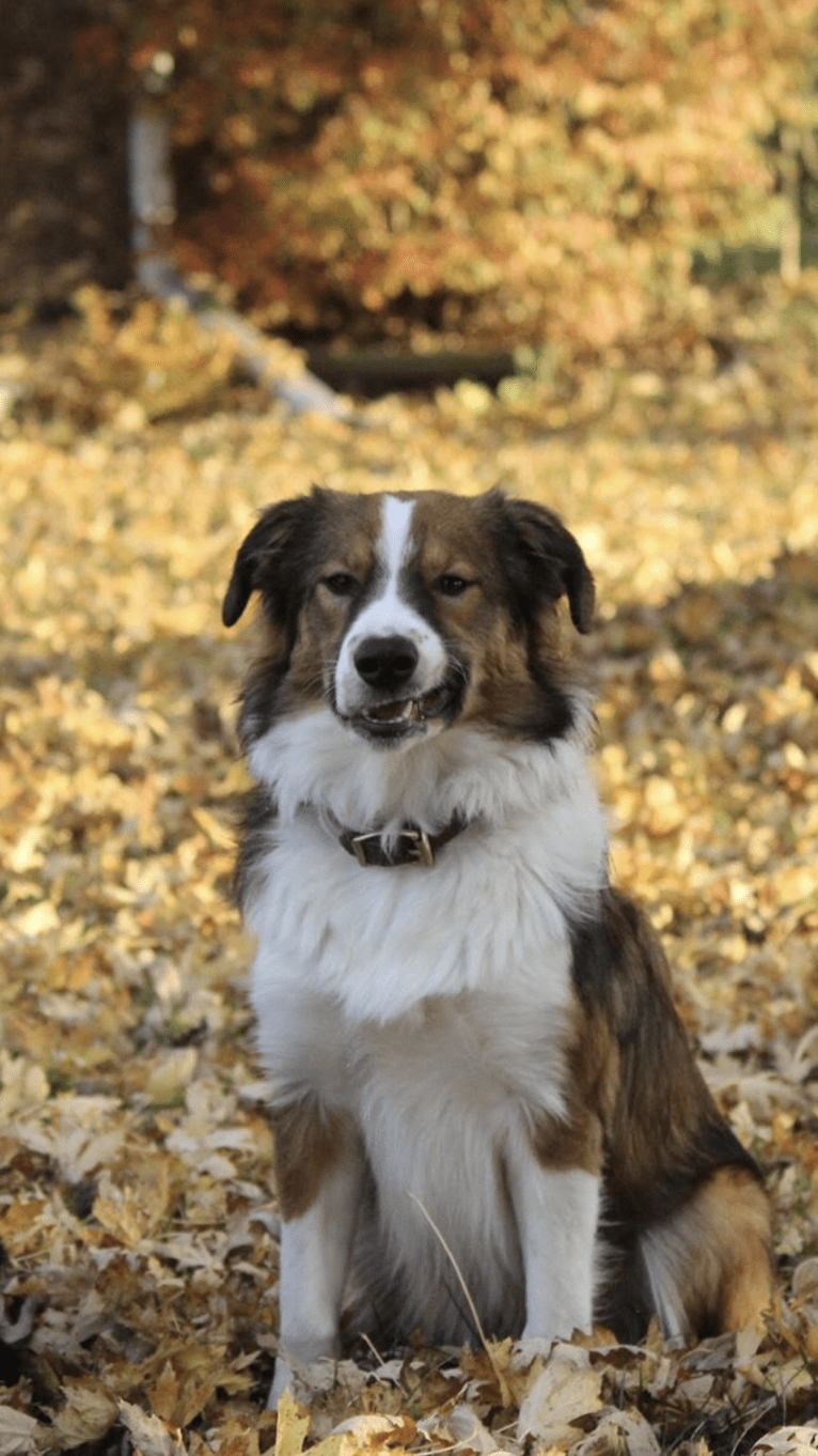 Mesa, an English Shepherd tested with EmbarkVet.com