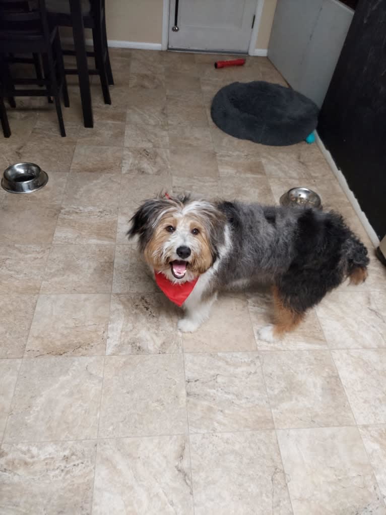 Buddy, an Australian Shepherd and Miniature/MAS-type Australian Shepherd mix tested with EmbarkVet.com